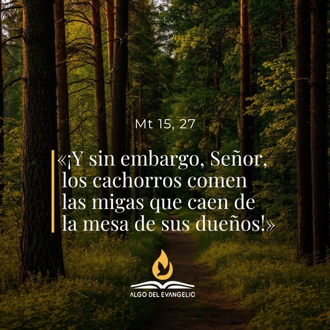 XX Domingo durante el año